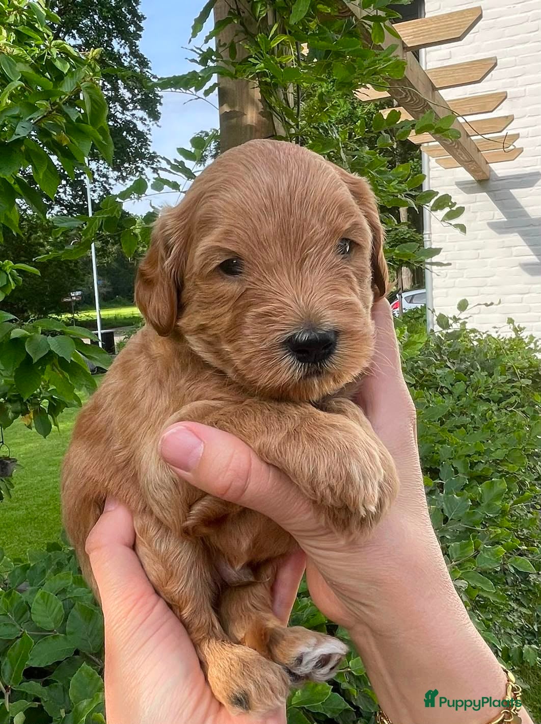 Australian Labradoodle honden te koop: Australian labradoodle pups - Advertentie 25
