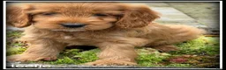 Cockapoo honden te koop: Cockapoo pup teefjes - Advertentie 9