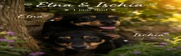 Kruising honden te koop: 2 lieve italiaanse zusjes zoeken baasje - Advertentie 2
