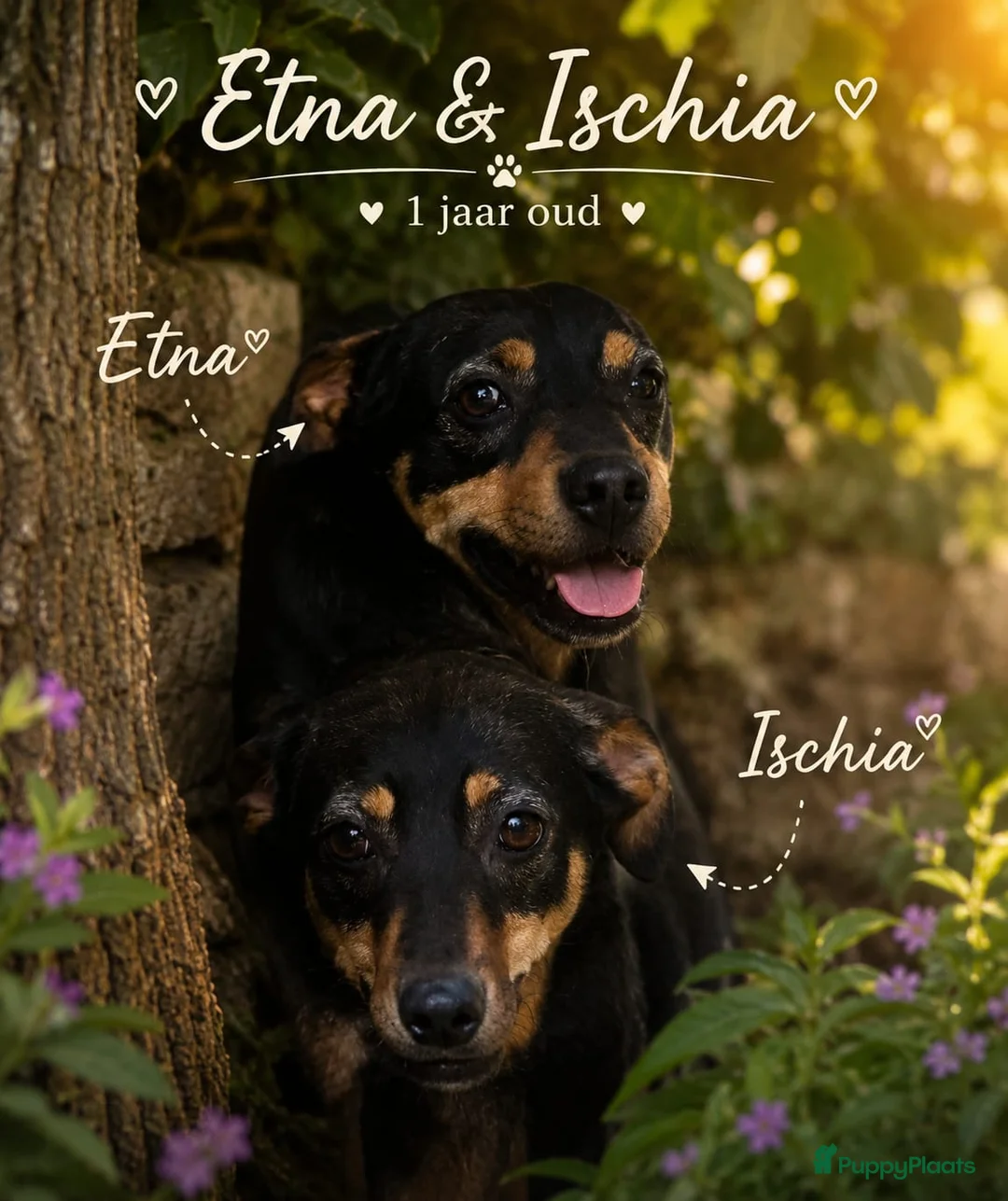 Kruising honden te koop: 2 lieve italiaanse zusjes zoeken baasje - Advertentie 2