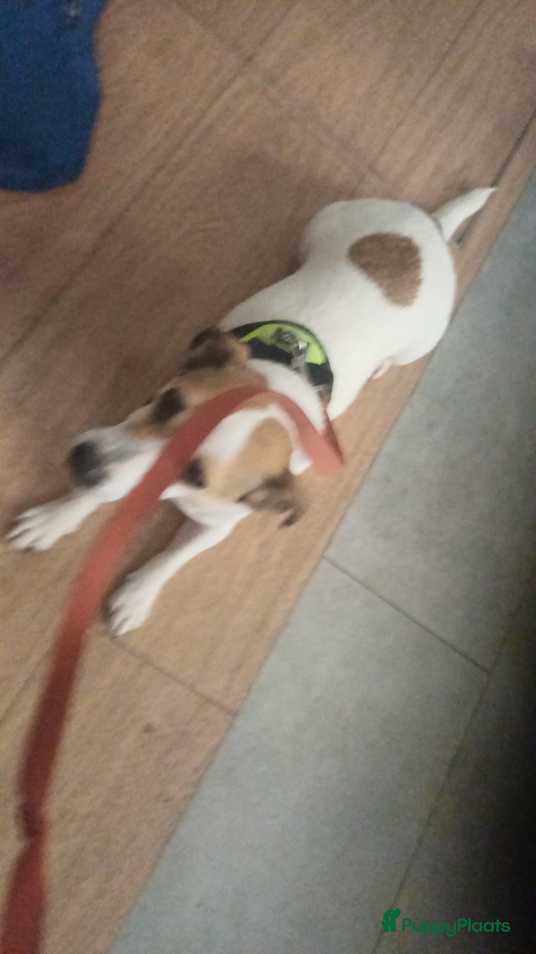 Kruising honden te koop: Azzura - Advertentie 7