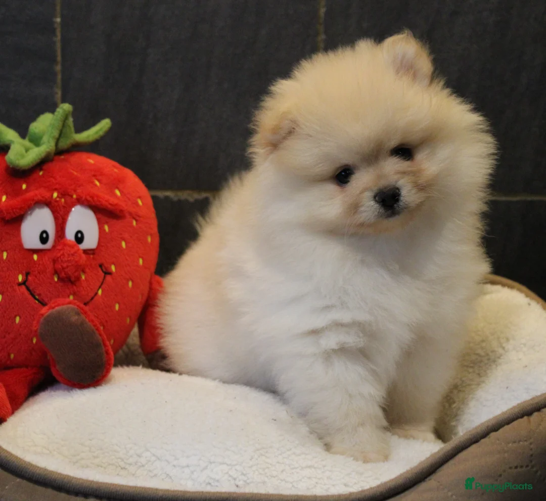 Pomeriaan honden te koop: Pomeriaan pups - Advertentie 3