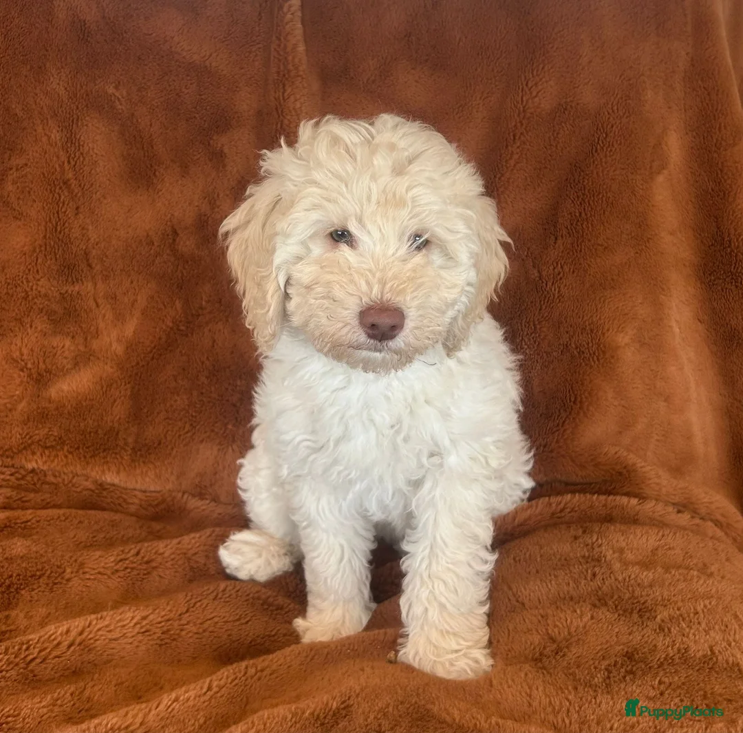 Labradoodle honden te koop: Medium Labradoodle puppy's - Advertentie 2
