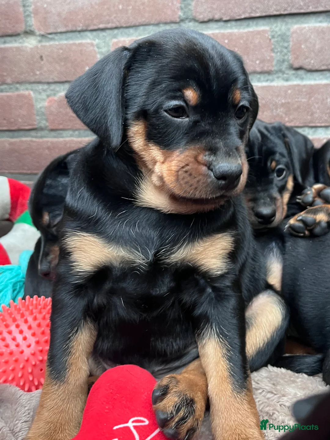 Kruising honden te koop: Carlin Pinscher Pups - Advertentie 11