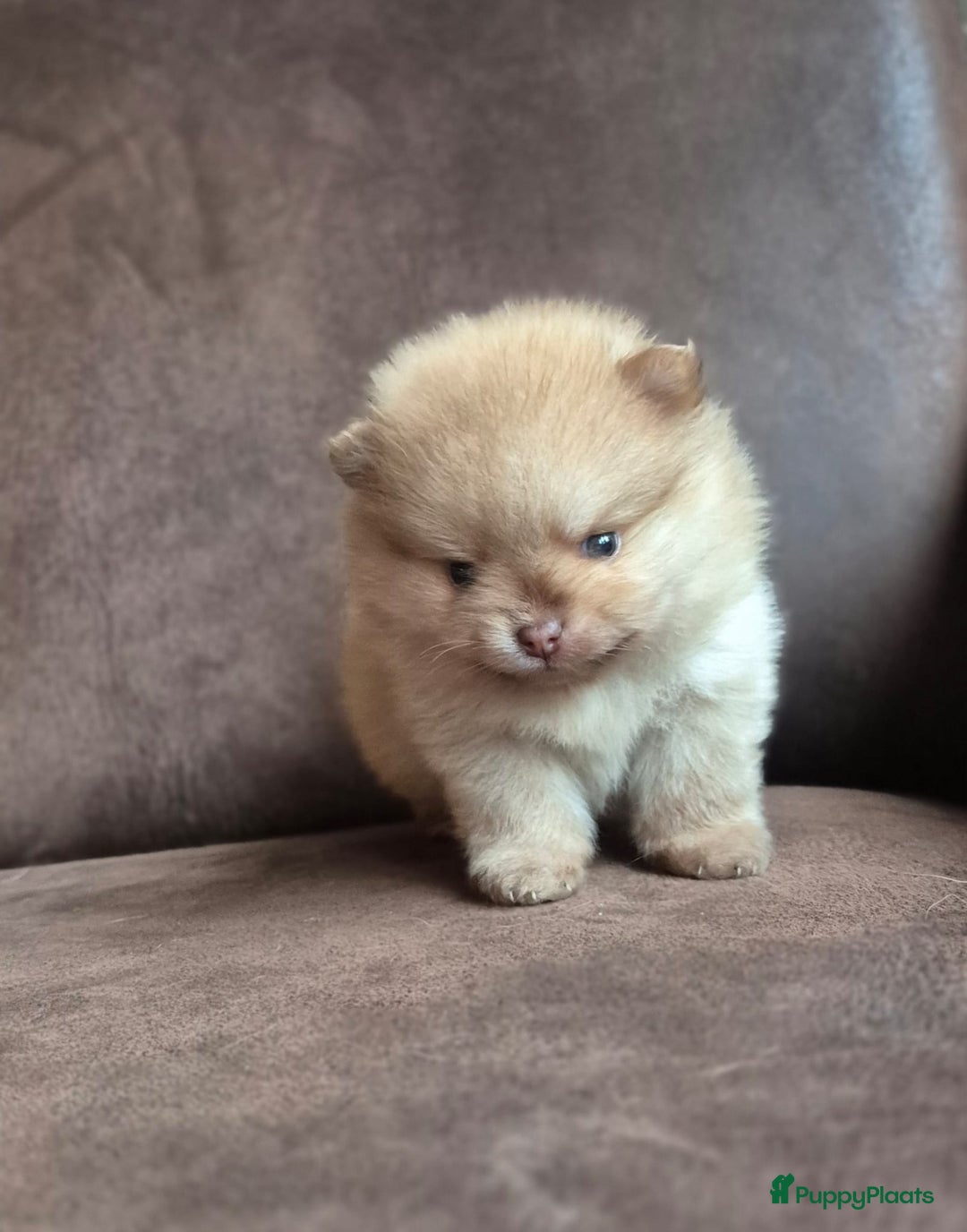 Pomchi honden te koop: Prachtige luxe pommeriaan pups - Advertentie 27