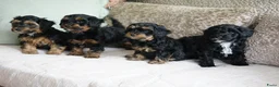Kruising honden te koop: Maltipoo black & tan  een zwart met witte bles - Advertentie 18