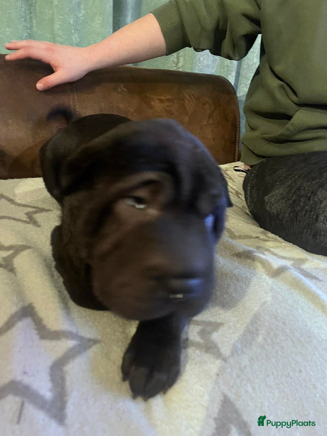 Shar Pei honden te koop: Sharpei - Advertentie 14