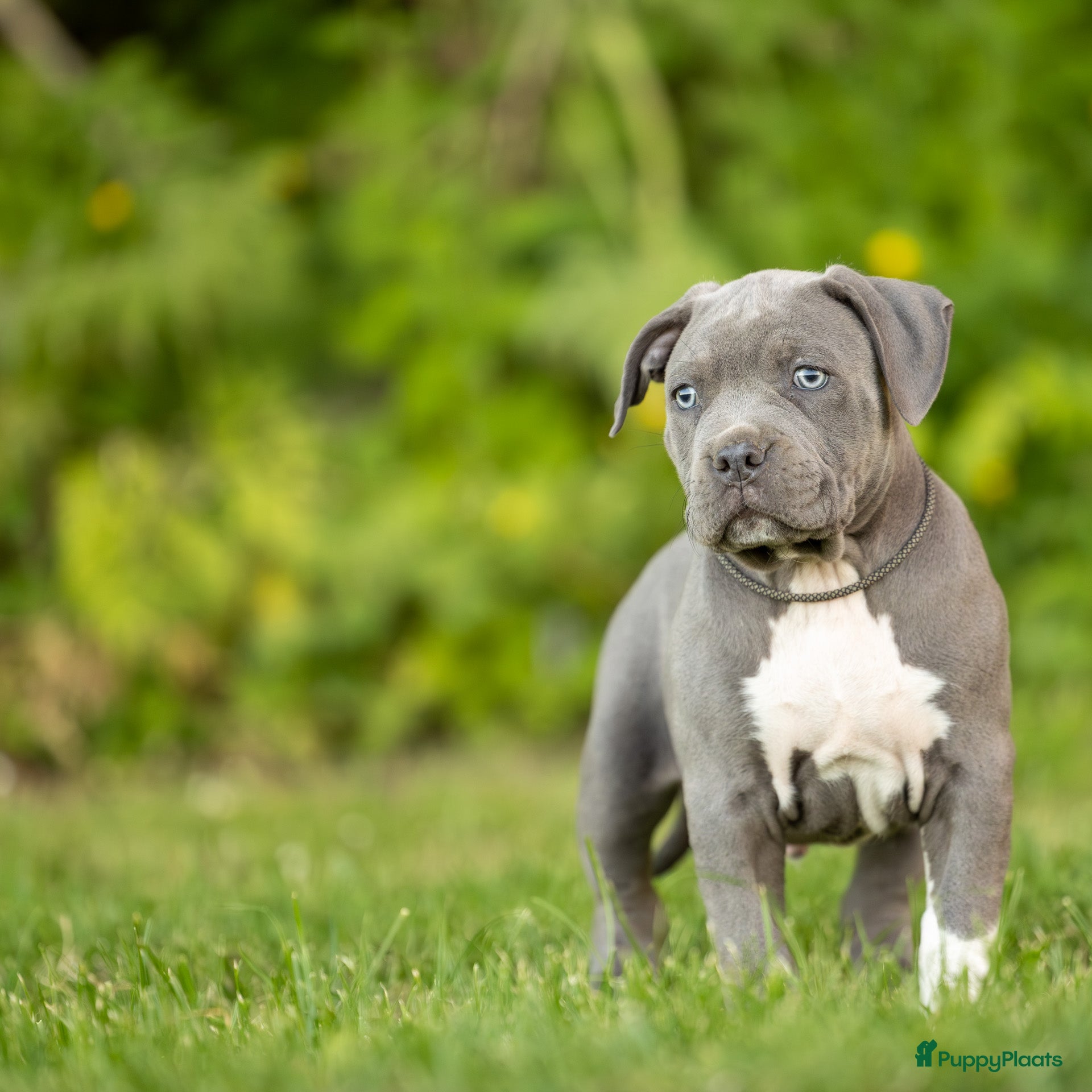 Amerikaanse Bully honden te koop: Am Bully Xl puppies - Advertentie 2