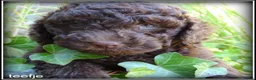 Labradoodle honden te koop: Labradoodle mini +/- 40 cm chocolade bruin - Advertentie 5