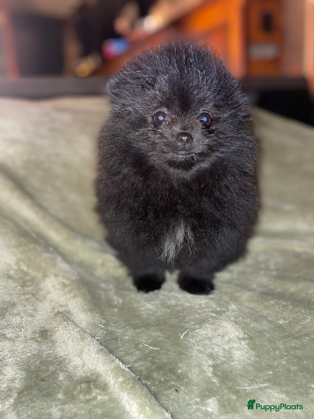 Pomeriaan honden te koop: prachtige pomeriaan pups te koop 1 reutje 1 teefje - Advertentie 7