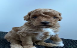 Labradoodle honden te koop: Prachtige Doodle - La Poodle pups te koop  - Afbeelding 4