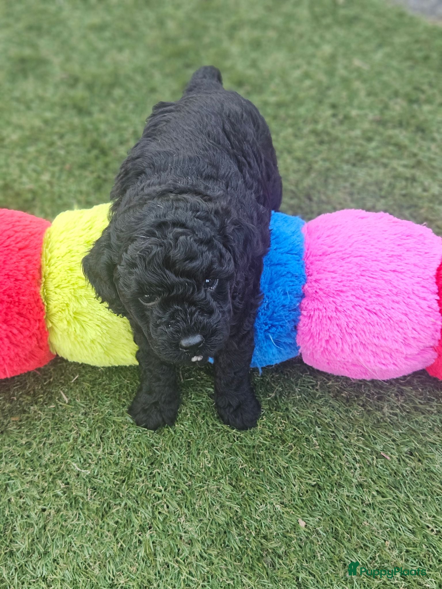 Kruising honden Mini toypoedel - Advertentie 2