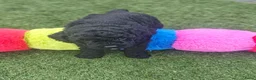 Kruising honden te koop: Mini toypoedel - Advertentie 2