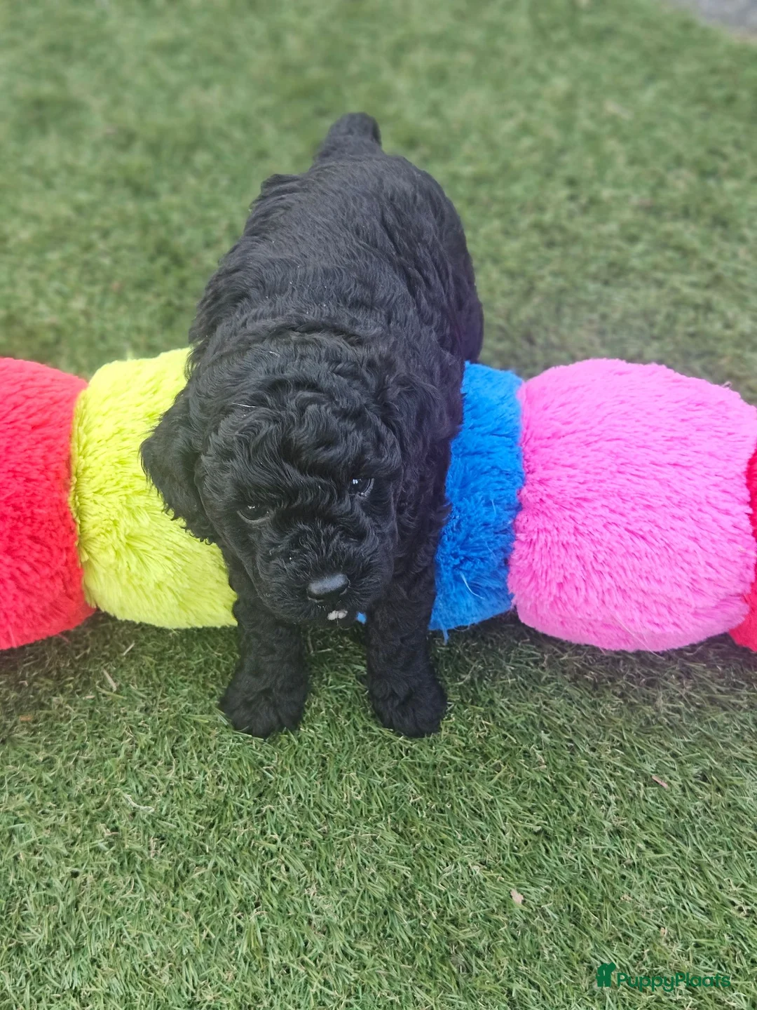 Kruising honden te koop: Mini toypoedel - Advertentie 2