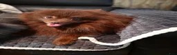Pomeriaan honden te koop: Knap pomeranian reutje - Advertentie 6