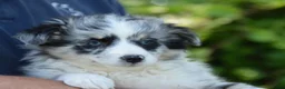 Australian Shepherd honden te koop: Knappe Miniature American Shepherd (MAS) pups - Advertentie 10