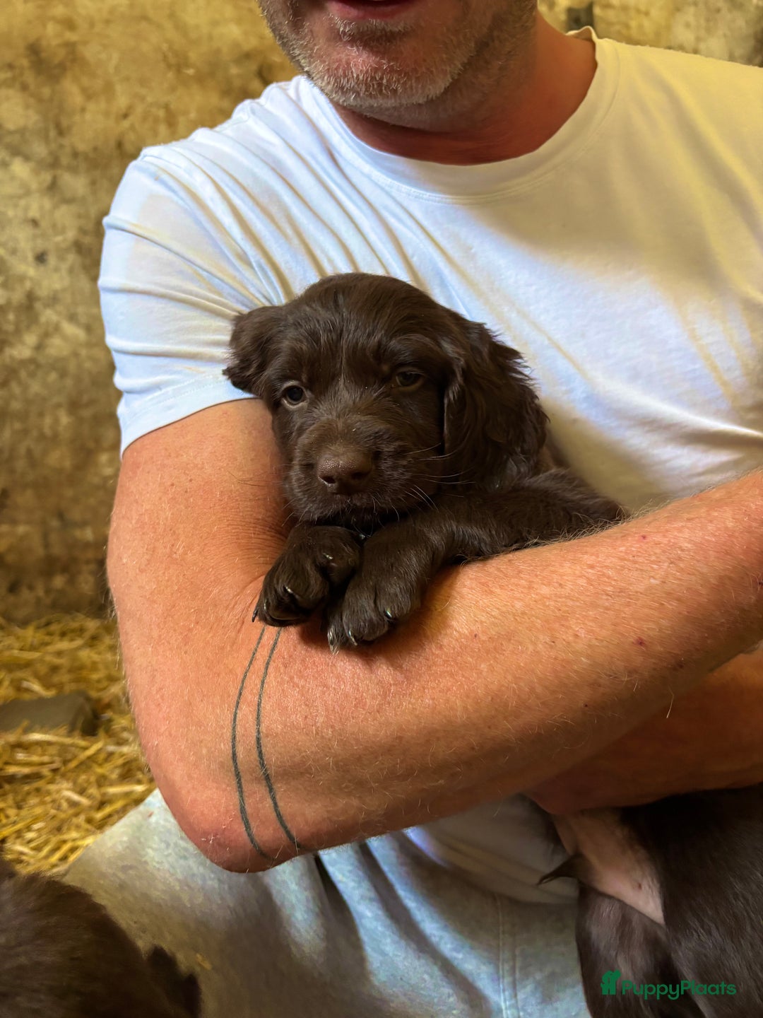 Duitse Staande Hond Langhaar honden te koop: Duitse Staande Langhaar pups - Afbeelding 4
