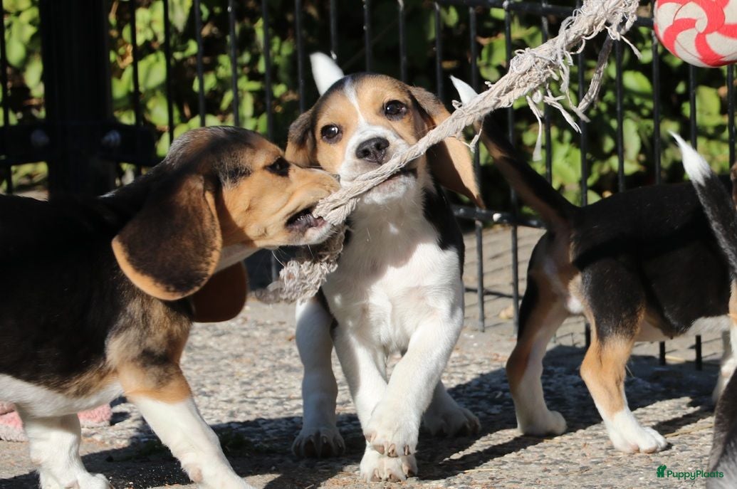 Beagle honden Beagle pups beschikbaar  - Advertentie 1