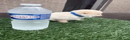 Pomeriaan honden te koop: Twee prachtige raszuivere Pomeranian beschikbaar - Advertentie 7