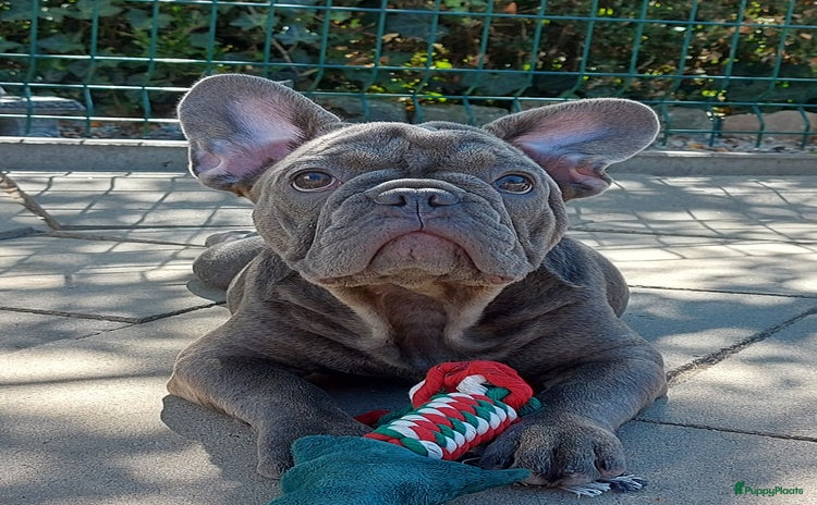 Franse Bulldog honden in Zoutleeuw - Advertentie 4