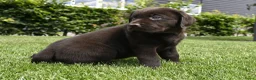 Labrador Retriever honden te koop: Chocolade bruine labrador pups met stamboom ! - Advertentie 22