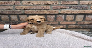 Labradoodle honden - Advertentie 1
