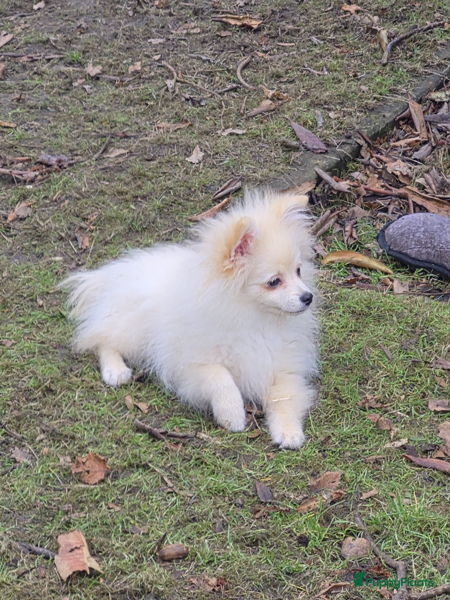 Pomeriaan honden Mini Spitz - Advertentie 1