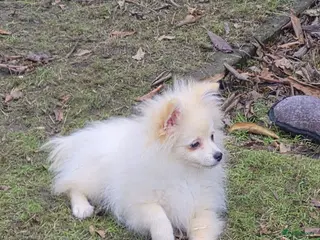 Pomeriaan honden Mini Spitz - Advertentie 1
