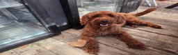 Cockapoo honden te koop: Cockapoo pups in Wanroij - Advertentie 13