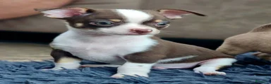Chihuahua 3