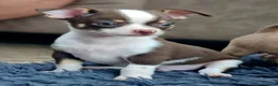 Chihuahua honden te koop: Raszuivere Chihuahua pups reutjes - Advertentie 18