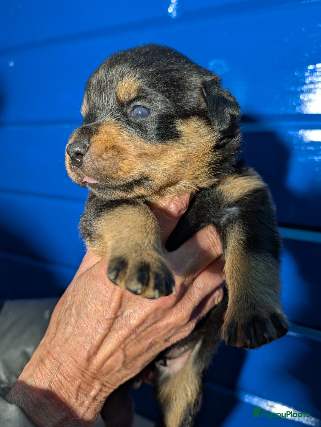 Rottweiler honden te koop: Zeer mooie rottweiler pups   - Advertentie 4