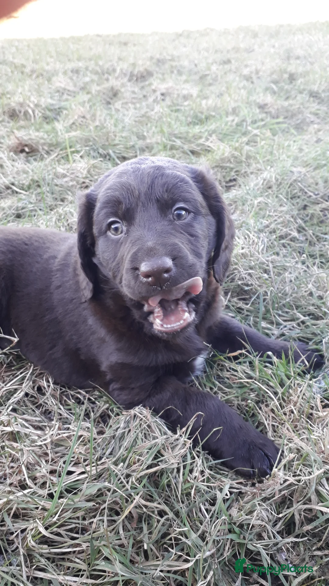 Kruising honden te koop: Enthousiaste Labrador X Friese Stabij pups - Advertentie 23