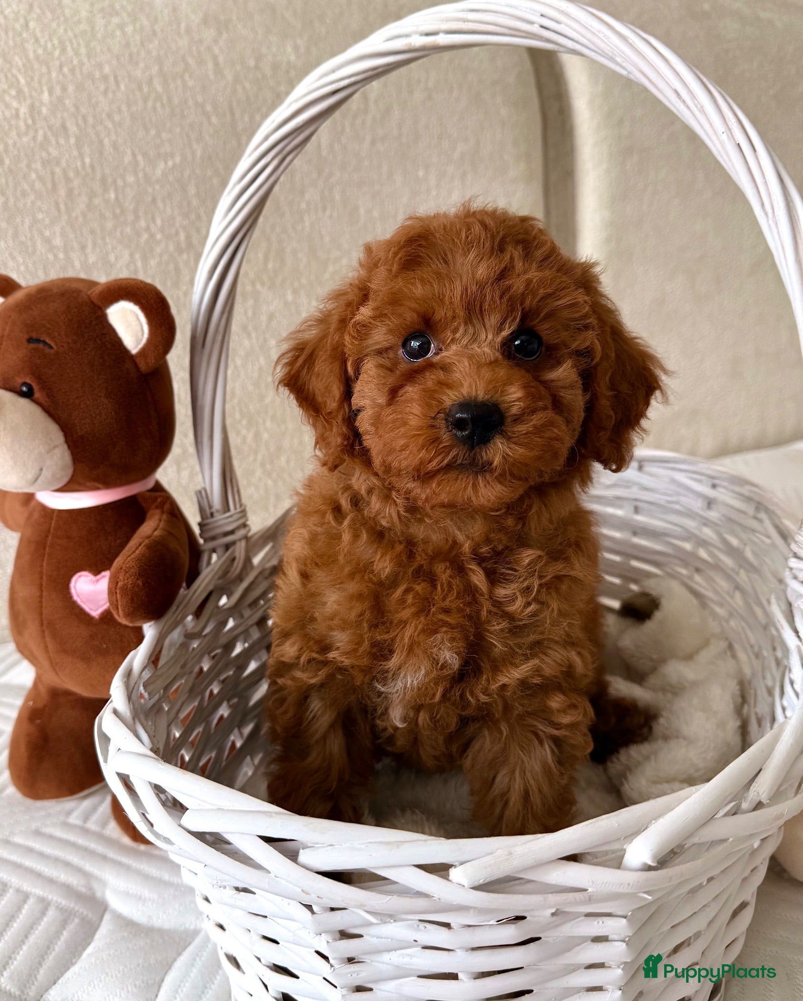 Kruising honden Dwergpoedel puppy - Advertentie 1
