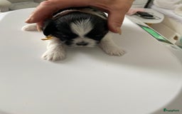 Shih Tzu honden te koop: Shih Tzu puppy's België - Afbeelding 11