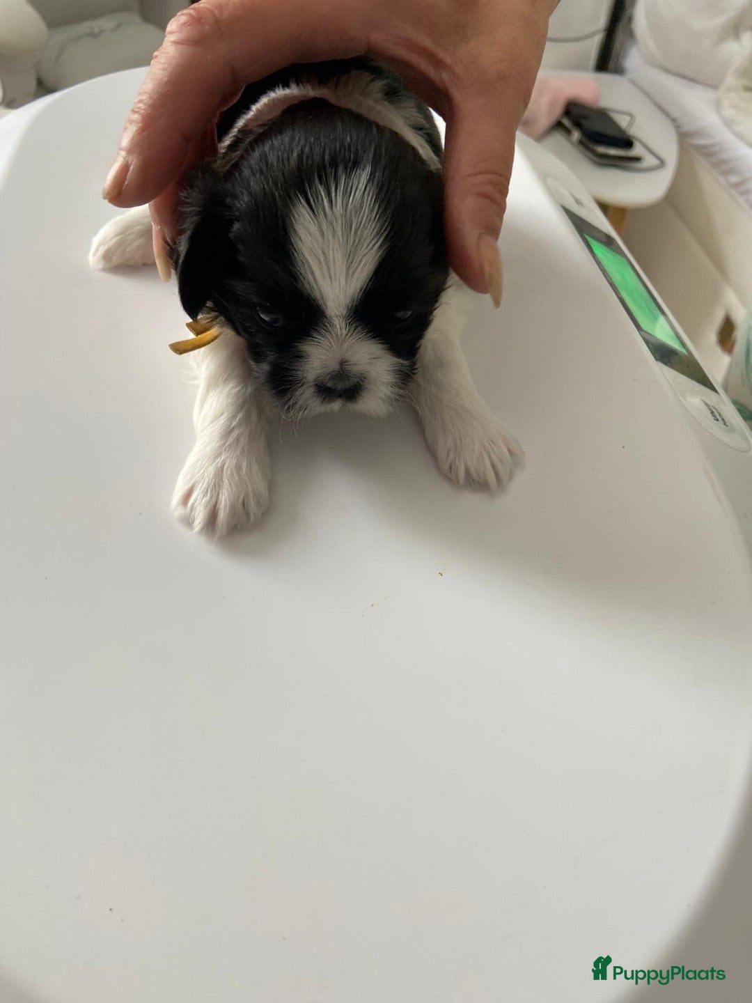 Shih Tzu honden te koop: Raszuivere Shih Tzu puppy's België - Afbeelding 9