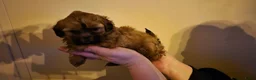 Shihpoo honden te koop: Shipoo pups  - Advertentie 1
