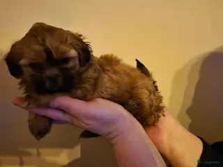 Shihpoo honden Shipoo pups - Advertentie 1