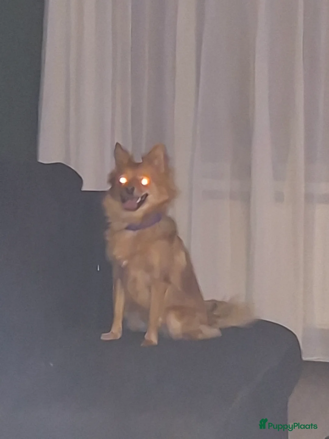 Keeshond honden te koop: Dwergkeesje teefje 1.5 jaar - Advertentie 4