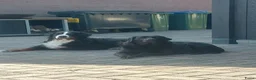 Berner Sennenhond honden te koop: Te koop : Berner Sennen Teef Herplaatser - Advertentie 2