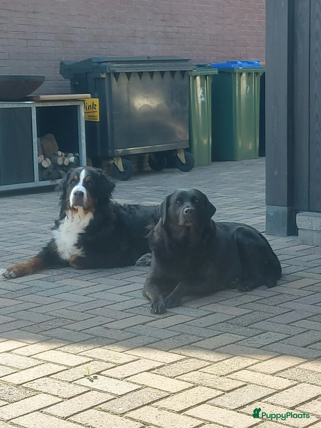 Berner Sennenhond honden te koop: Te koop : Berner Sennen Teef Herplaatser - Advertentie 2