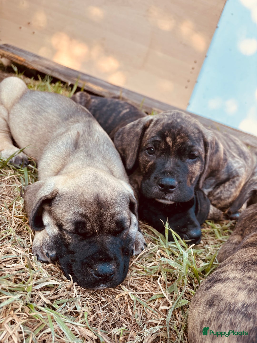 Kruising honden te koop: Mooie Presa/Fila 🥰 mastiff pups zoeken personeel  - Afbeelding 28