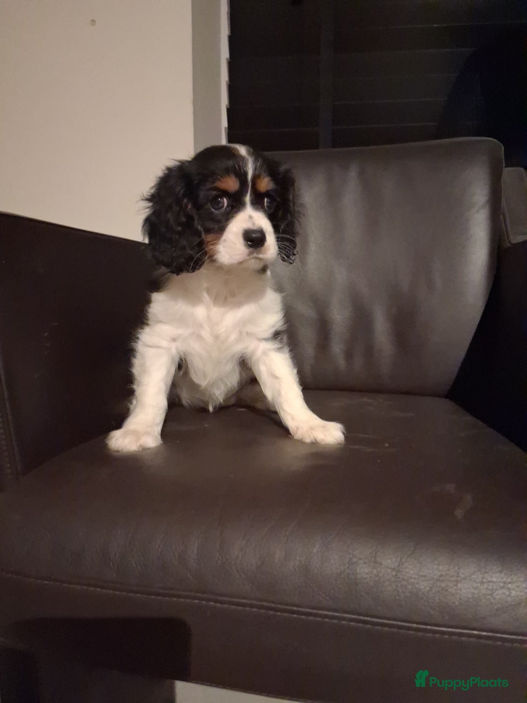Cavalier King Charles Spaniel honden Nog1 pup beschikbaar - Advertentie 1