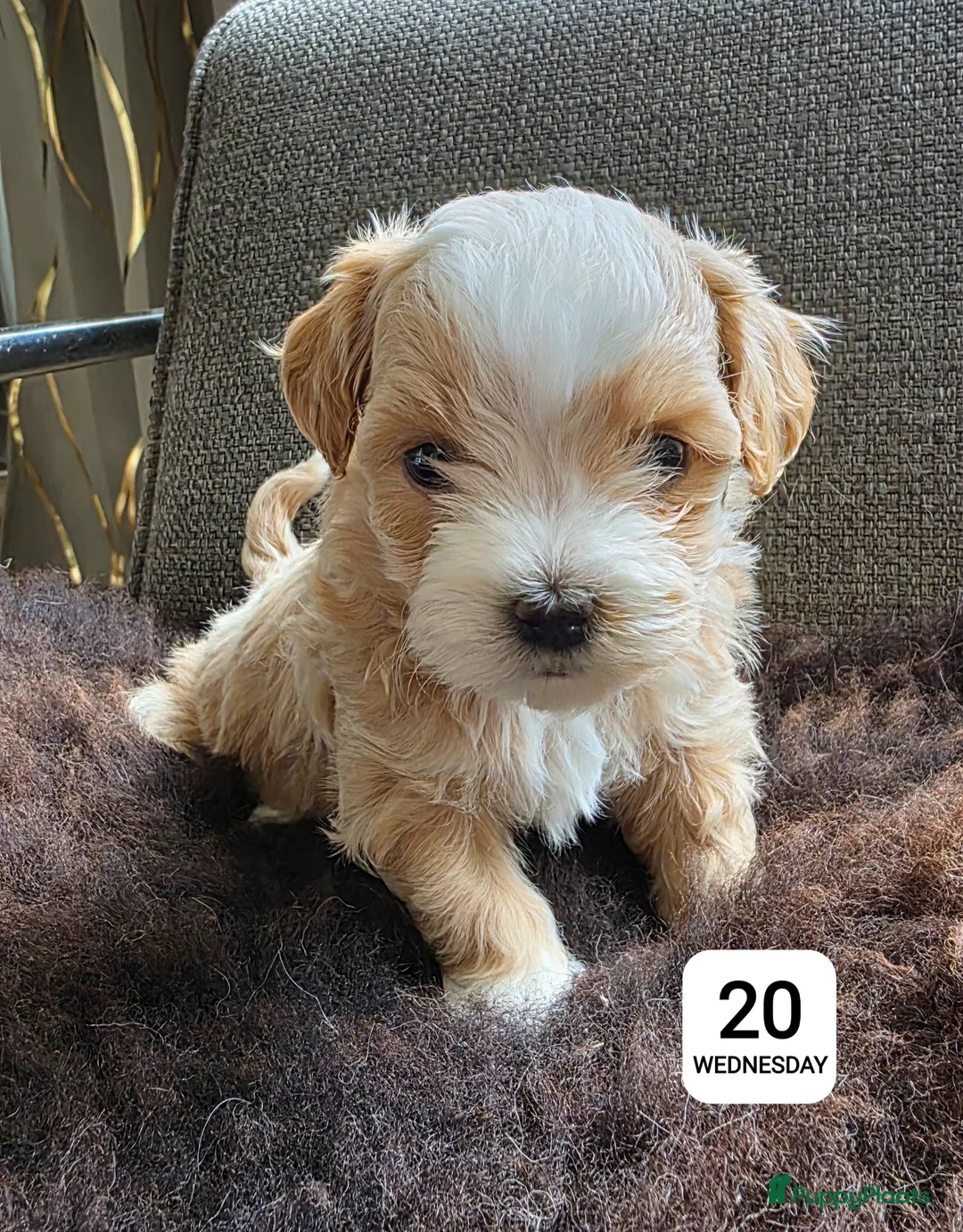 Havanezer honden te koop: Raszuivere Havanezer, met FCI stamboom - Advertentie 2