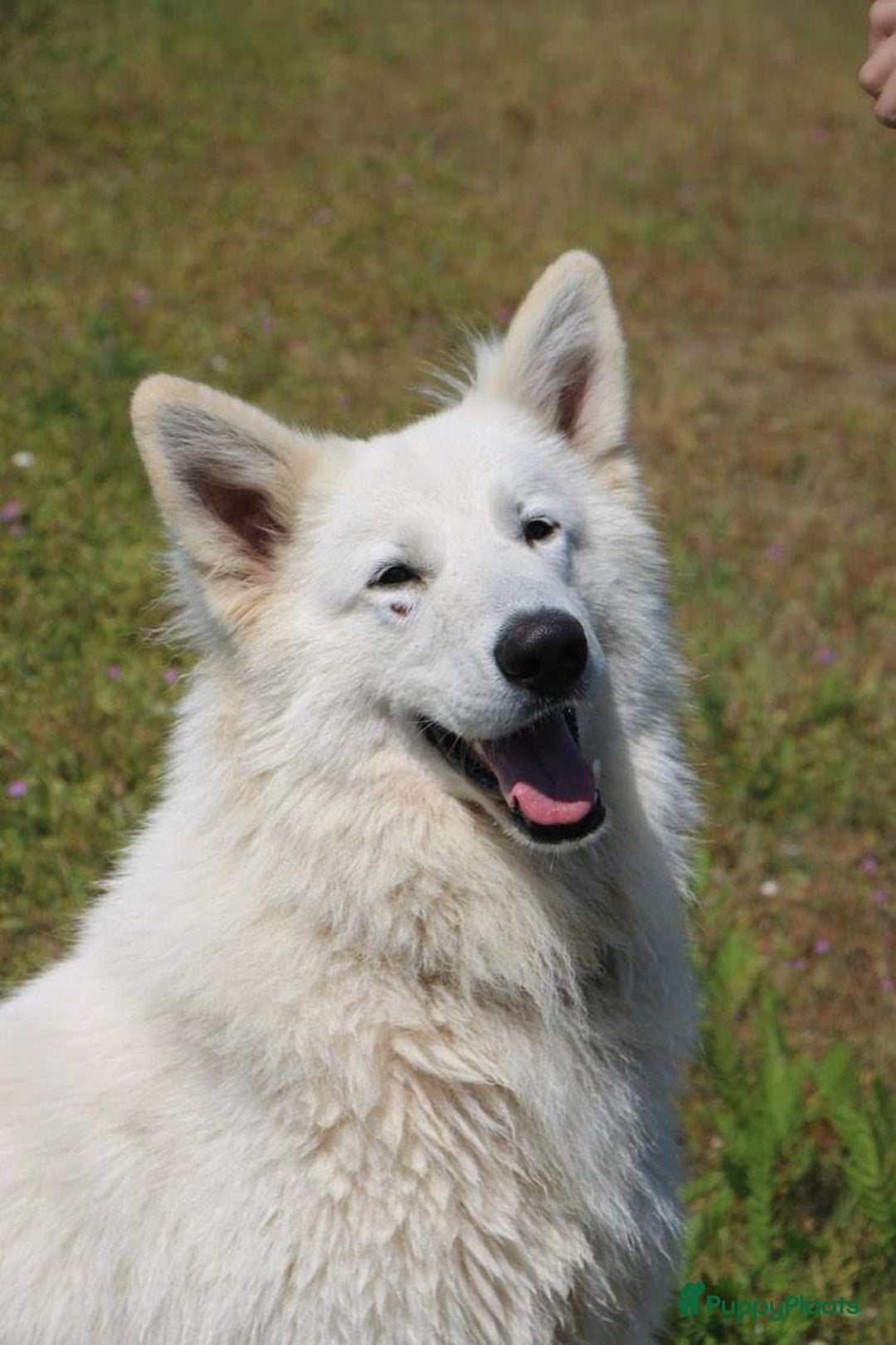 Zwitserse Witte Herdershond honden te koop: raszuivere lieve zwitserse witte herder pups in Nieuwland - Afbeelding 8