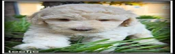 Kruising honden te koop: Boompoo F1b pups. Boomer x Poedel - Advertentie 6