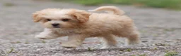 Maltipoo honden te koop: Lieve Maltipoo pups - Advertentie 10