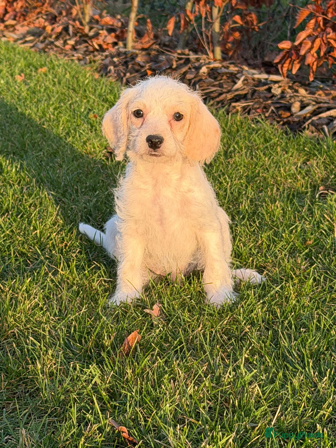 Maltipoo honden te koop: Leuke maltipoo pups  - Advertentie 5