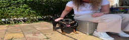 Dwergpinscher honden te koop: Carlin Pinscher Puppy’s te koop - Advertentie 14