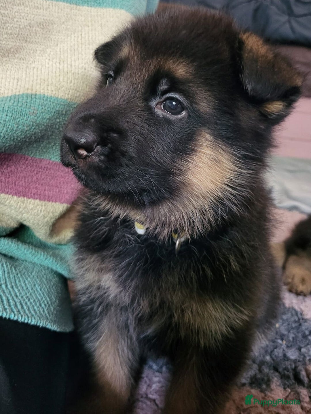 Duitse Herder honden te koop: 🐾 Duitse Herder Pup te Koop  🐾 - Afbeelding 7